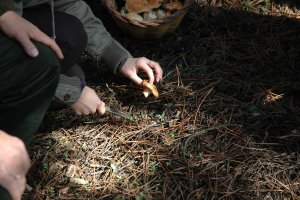 Comienza la temporada de setas en la provincia.