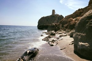 Calderón muerto a los pies de la torre del Pirulico de Mojácar (foto de Sama2005).
