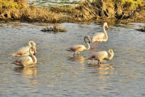 Flamencos en el Salar de los Canos de Vera (foto de Juanjo Alonso).