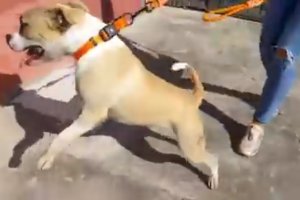 Imagen extraída del vídeo compartido en redes sociales.