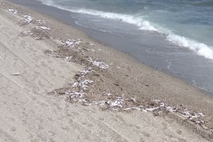 Hilera de peces muertos en la playa de Aguadulce. Foto: Manuel Martínez.