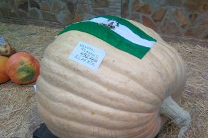 La calabaza más grande de Andalucía pesa 432 kilos y ha sido cultivada por el almeriense Manuel Planells.