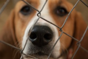 El perro está ahora en una perrera.