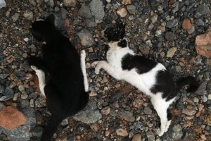 Gatos aparecidos muertos en la colonia