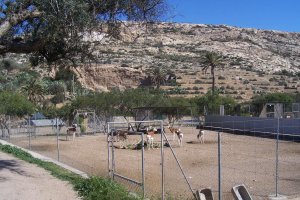 Animales en el parque.