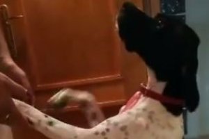 Pepa, una perrita de tres años, busca un hogar.