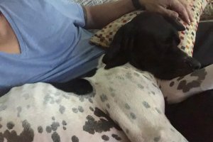 Pepa ya tiene un nuevo hogar.