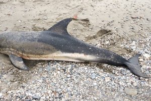 Delfín muerto aparecido este fin de semana en Cuevas del Almanzora.