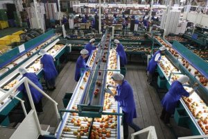 Vicasol iii dará trabajo a unas 800 personas.