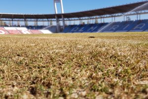El césped a una semana de la Copa.