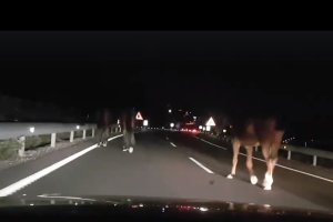 Los caballos estaban sueltos por la Autovía del Mediterráneo. (Foto: Salva Moya)