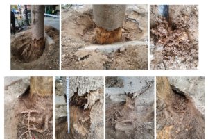 Imágenes que muestran el estado del árbol.