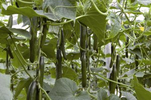 Poco calabacín en los mercados, pero con un alto precio