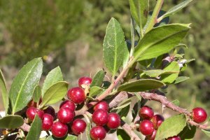 Imagen de los frutos del aladierno, de color rojo intenso.