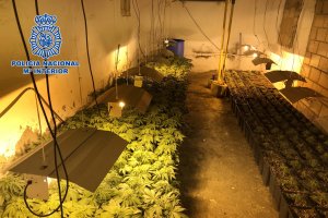 Los detenidos ocupaban una vivienda abandonada en Los Molinos para el cultivo de la droga.