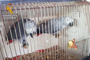Loros protegidos encontrados en un autobús.