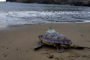 Foto de Equinac de Kika con un transmisor fijado en su caparazón.