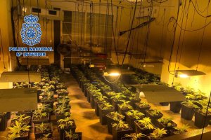 Plantación de marihuana desmantelada.