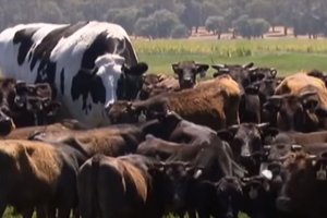 La vaca ha salvado su vida porque no cabe en el matadero. / NTDTV