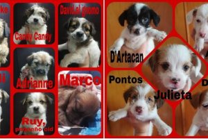 Los doce cachorros abandonados en la puerta de La Huella Roja.