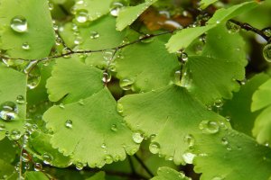 Detalle de las hojas de una planta de culantrillo.