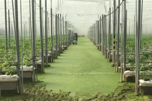 Invernadero anegado de agua en Matagorda.