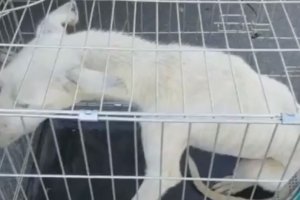 El perro rescatado por los Bomberos del Poniente.