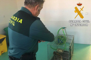El macaco incautado, en una jaula