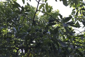 Un cultivo de aguacate.