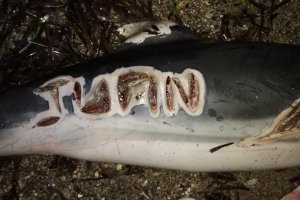 Imagen cedida por Equinac del costado del delfín muerto con el nombre grabado.