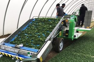 Máquina eléctrica de cosecha integral de canónigos.