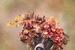  Fotografía del proyecto #PitBullFlowerPower de Sophie Gamand.
