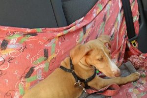 Antares ya tiene un hogar.