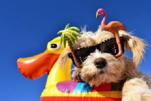 Mascotas en la playa 2015.