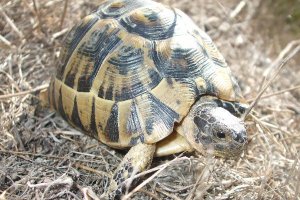 Tortuga mora en libertad.
