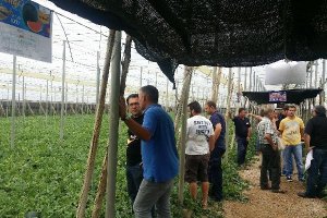 Agricultores y técnicos comprobaron las cualidades de Stellar en campo.