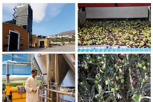 Aceitunas destino La Almazara de Canjáyar.