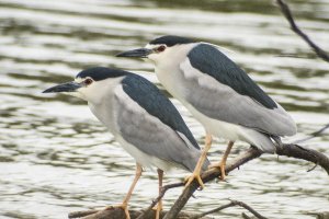 Martinetes que parecen haber emigrado al casco urbano. Foto de Rafa Fenoy.tyle>.apqj{posit