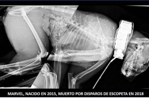 Fotografía del cadáver de Marvel en la que se pueden apreciar los perdigones / Miguel Simón