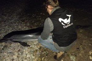 Equinac atendió el animal, pero no pudo salvarlo.