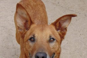 Poste, el perro refugio que \'escribe\' a los Reyes Magos.