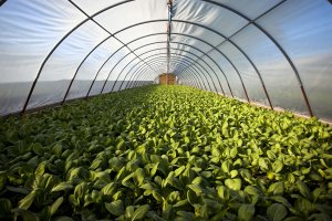 La tecnología, factor clave de la nueva agricultura