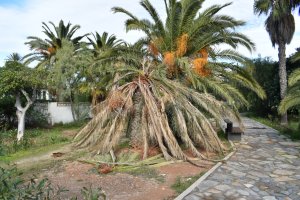 Palmeras afectadas por el picudo rojo este diciembre en Roquetas de Mar.