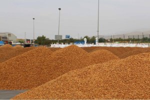 Almendras de Almería en plena actividad.