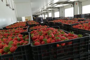 Vellsam ha llegado a un acuerdo con los siete grandes distribuidores especializados en la fresa onubense.