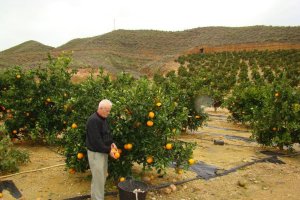 La climatología ha favorecido el incremento del aforo de naranja durante este año.