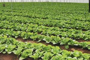 Campojoyma, recolección en febrero de la col china.