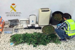 Plantas decomisadas en la operación.