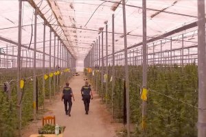 Uno de los invernaderos donde se detectaron más de 40.000 plantas de cannabis,