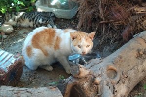Colonia de gatos ubicada en el barrio de San Luis